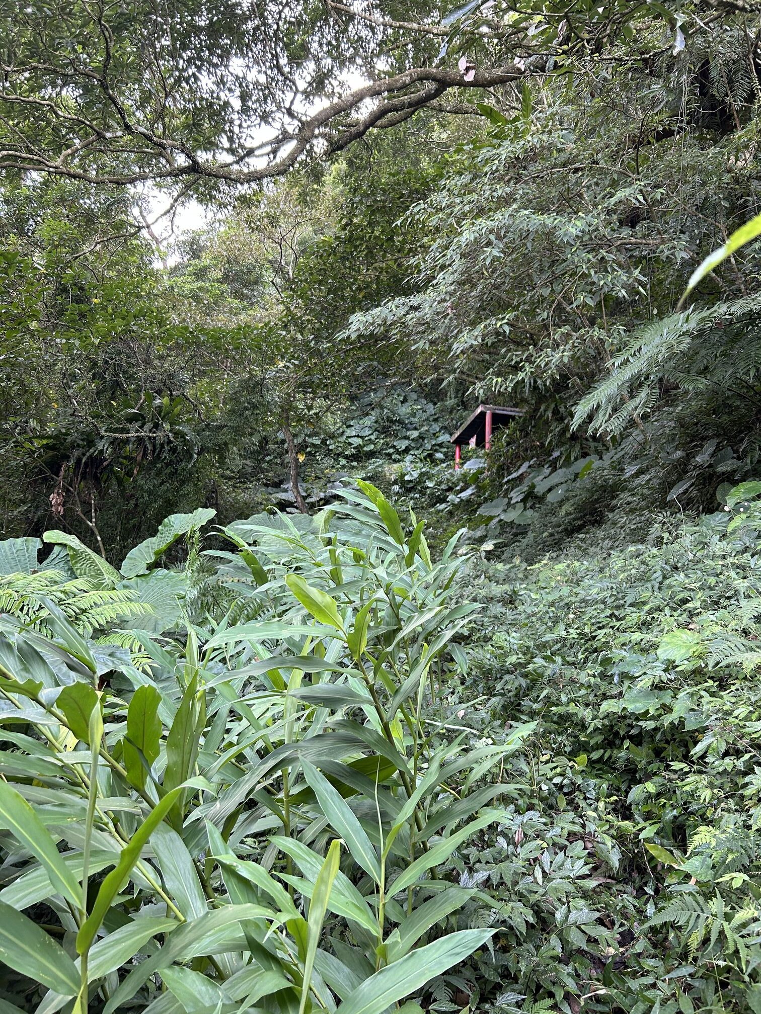 福德正神前上坡路段，路徑可辦，但被兩旁雜草覆蓋。