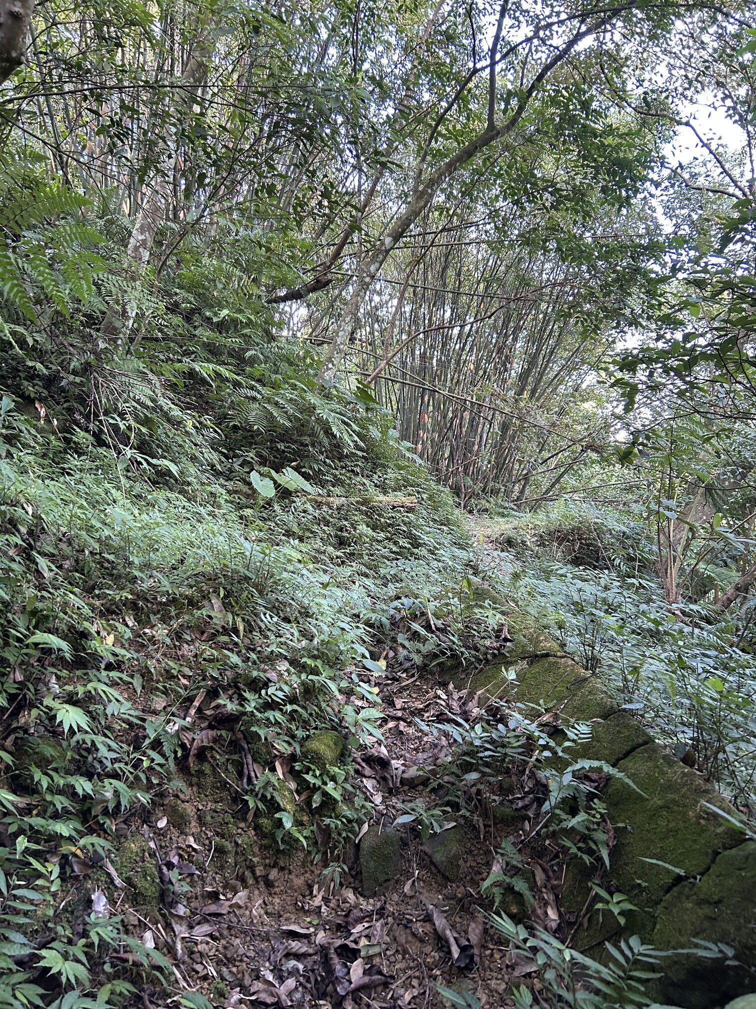 IMG_1334 NBL-003.路徑坍塌處