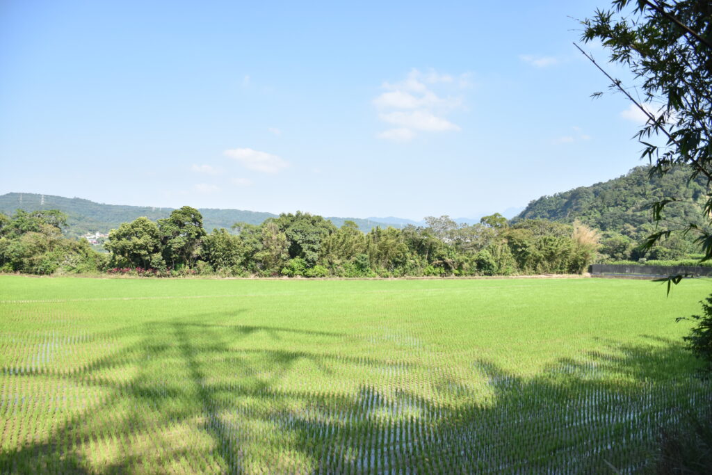 伯公周邊的稻田與山景